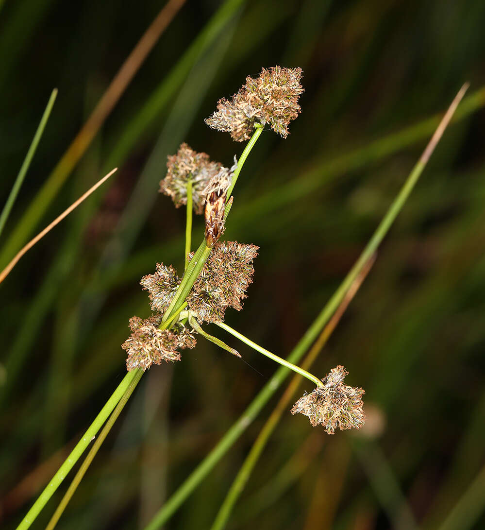 Imagem de Scirpus congdonii Britton