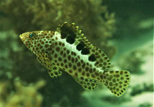 Image of Brown-spotted rock-cod