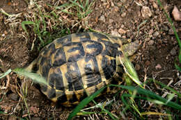 Image of Hermann's Tortoise