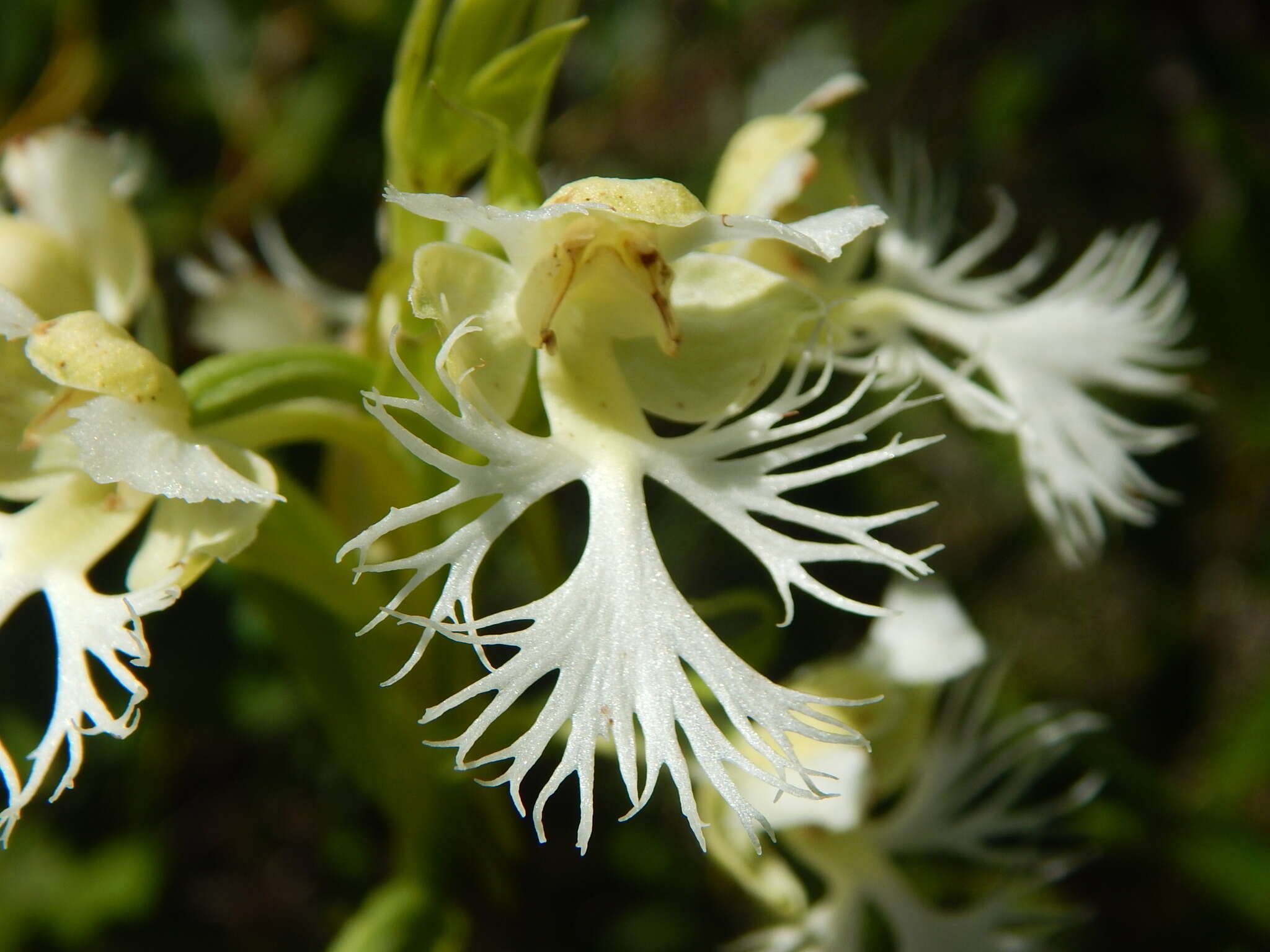 Image of Western prairie fringed orchid