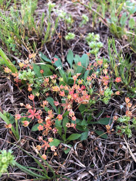 Image of western rockjasmine