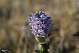 Слика од Lagotis minor (Willd.) Standley