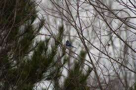 Image of Blue Jay