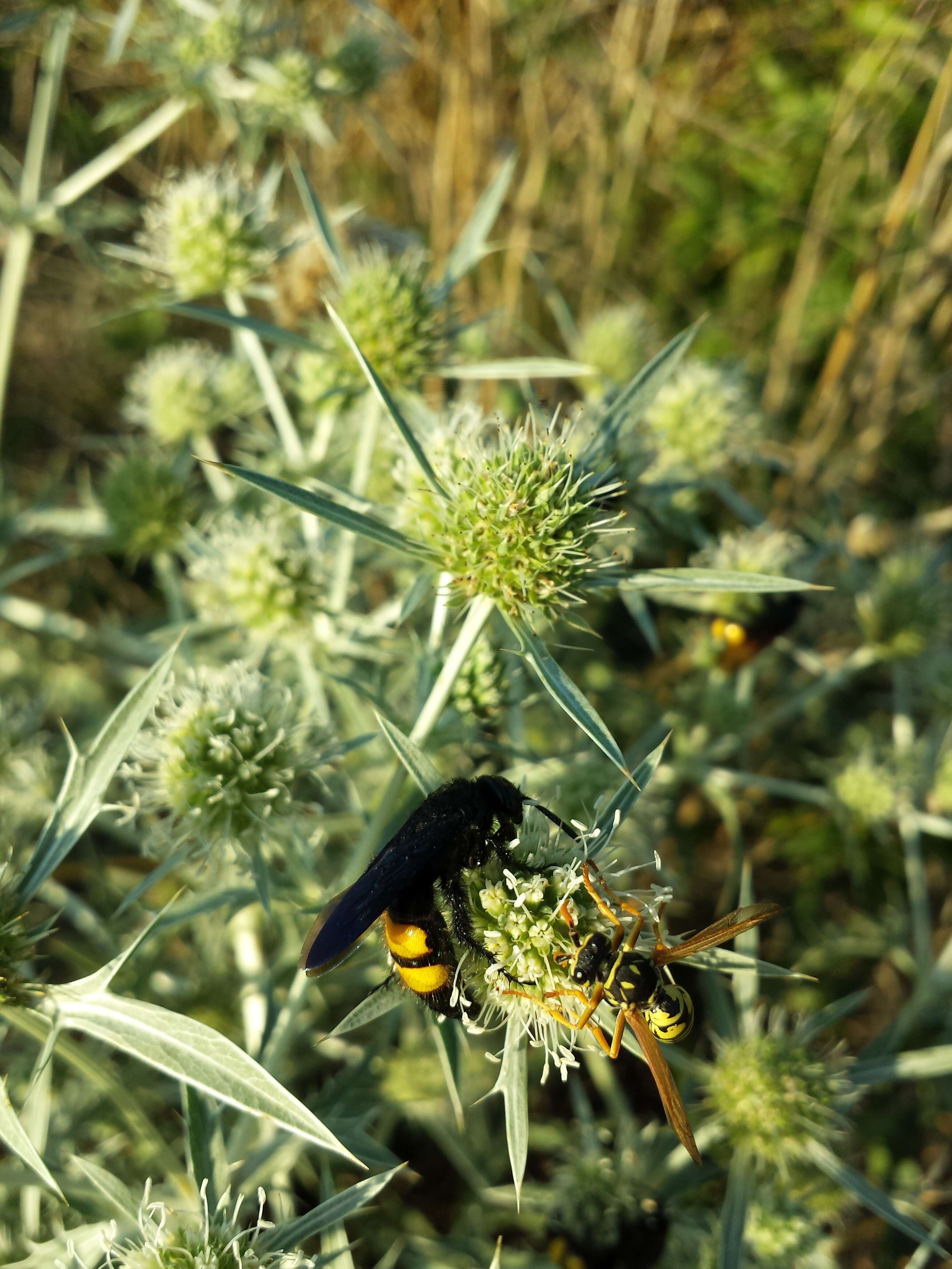 Image de chardon roulant