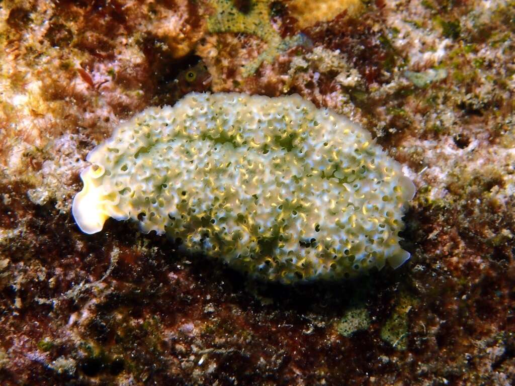 Image of lettuce sea slug