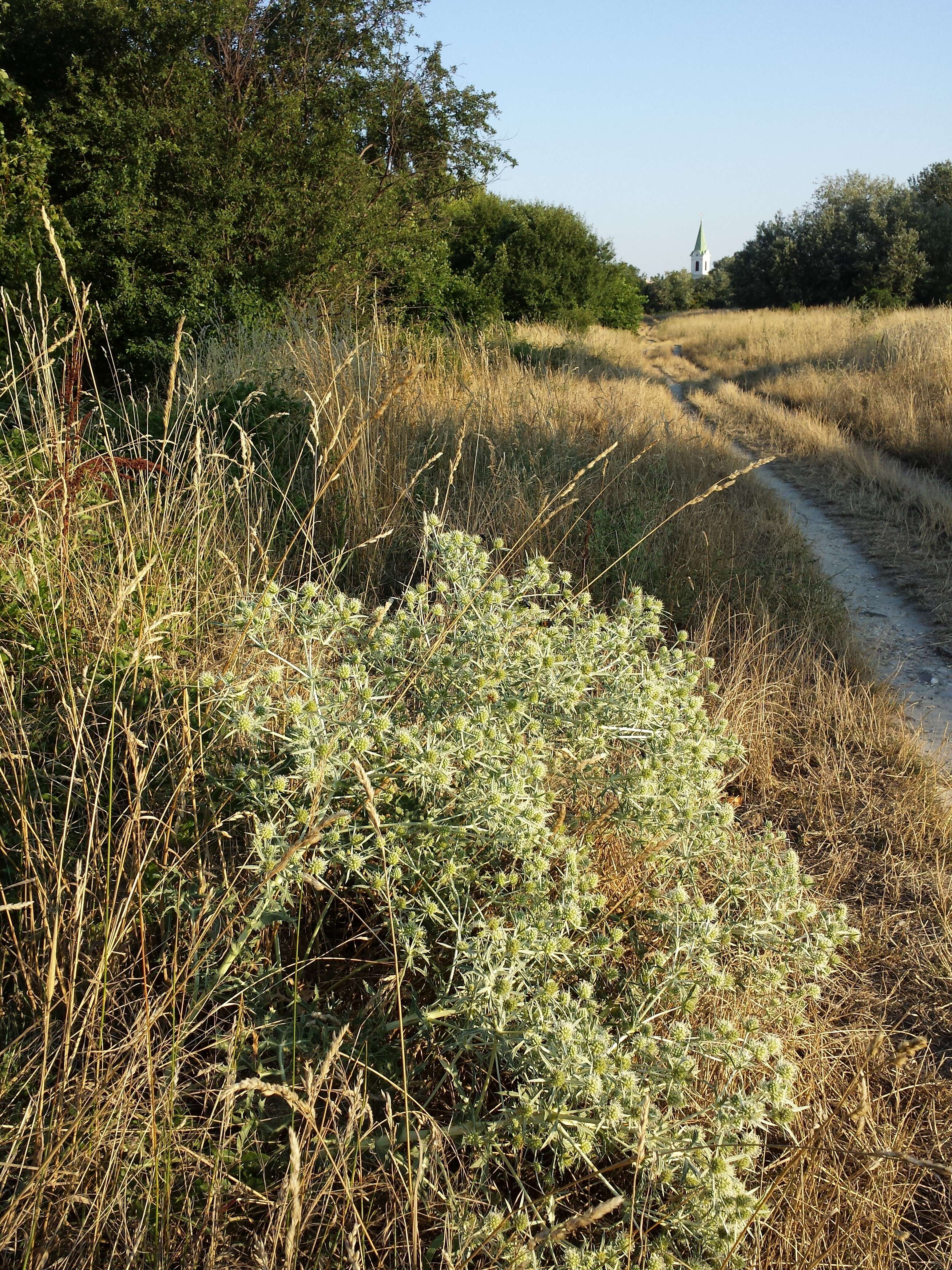 Image de chardon roulant