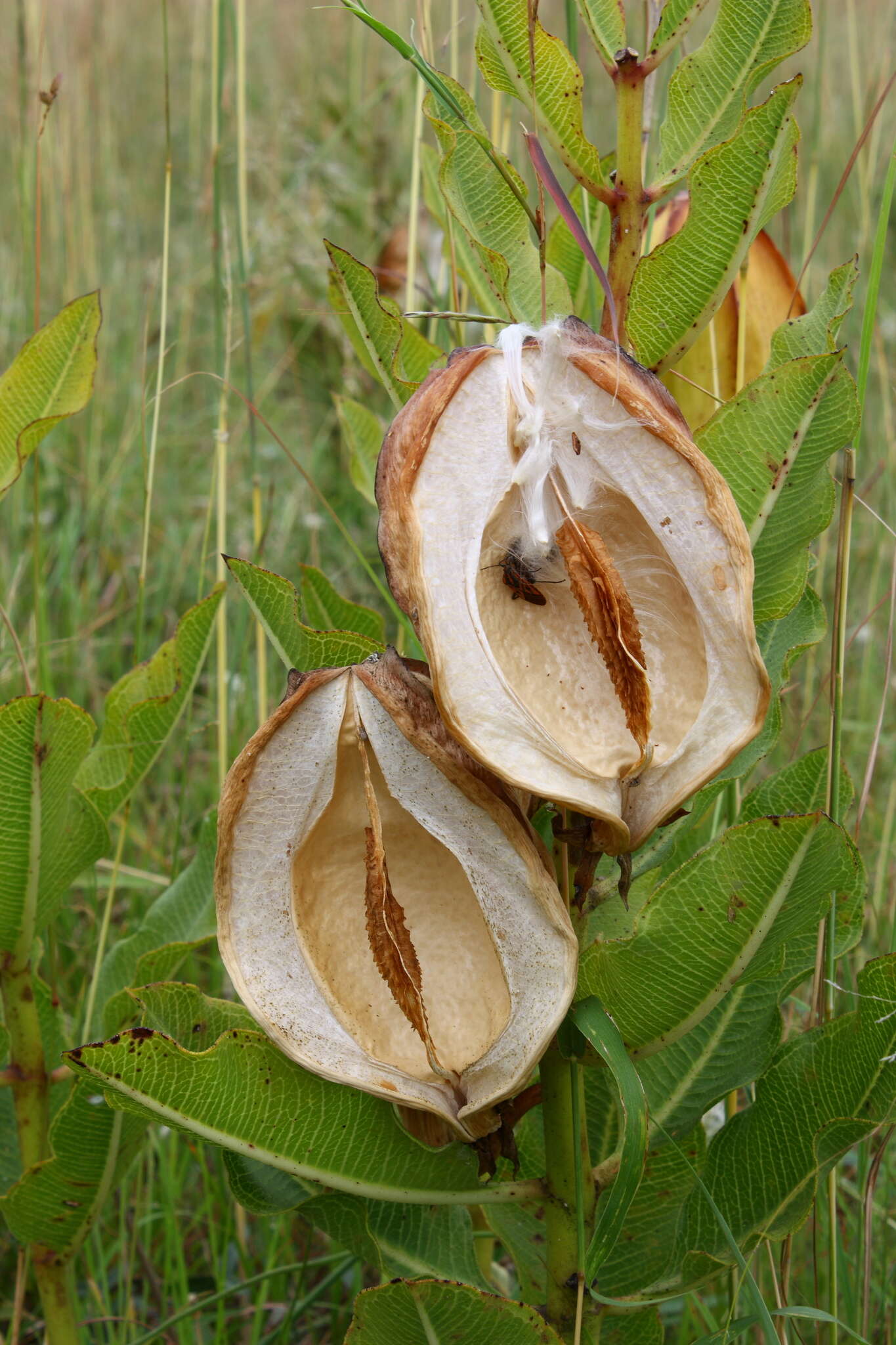 Image de Pachycarpus appendiculatus E. Mey.