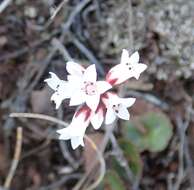 Image of Crassula saxifraga Harv.