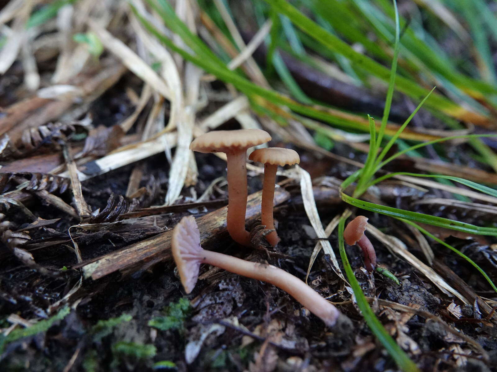 Hygrocybe lilaceolamellata (G. Stev.) E. Horak 1971的圖片