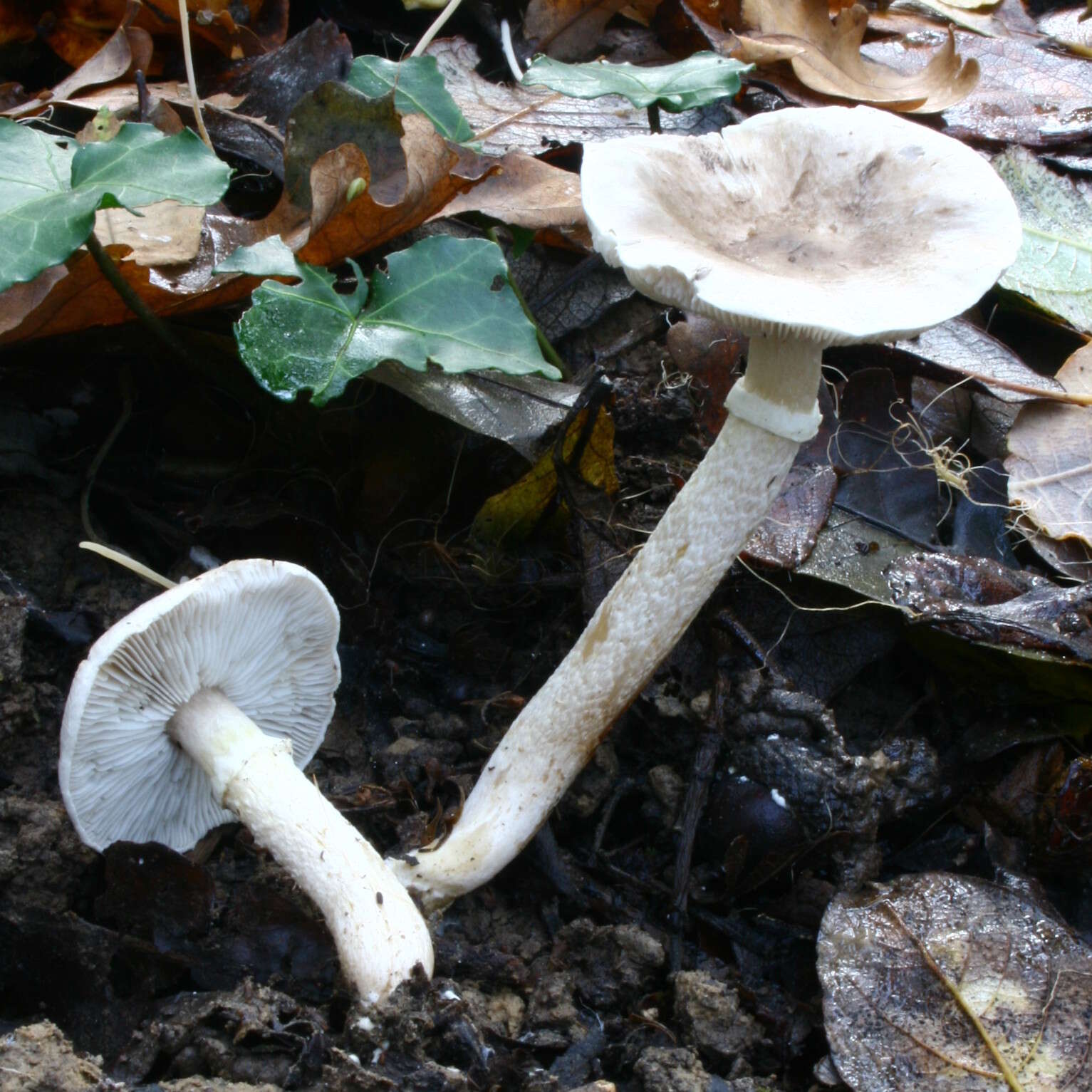 Image of Tricholoma cingulatum (Almfelt ex Fr.) Jacobasch 1892