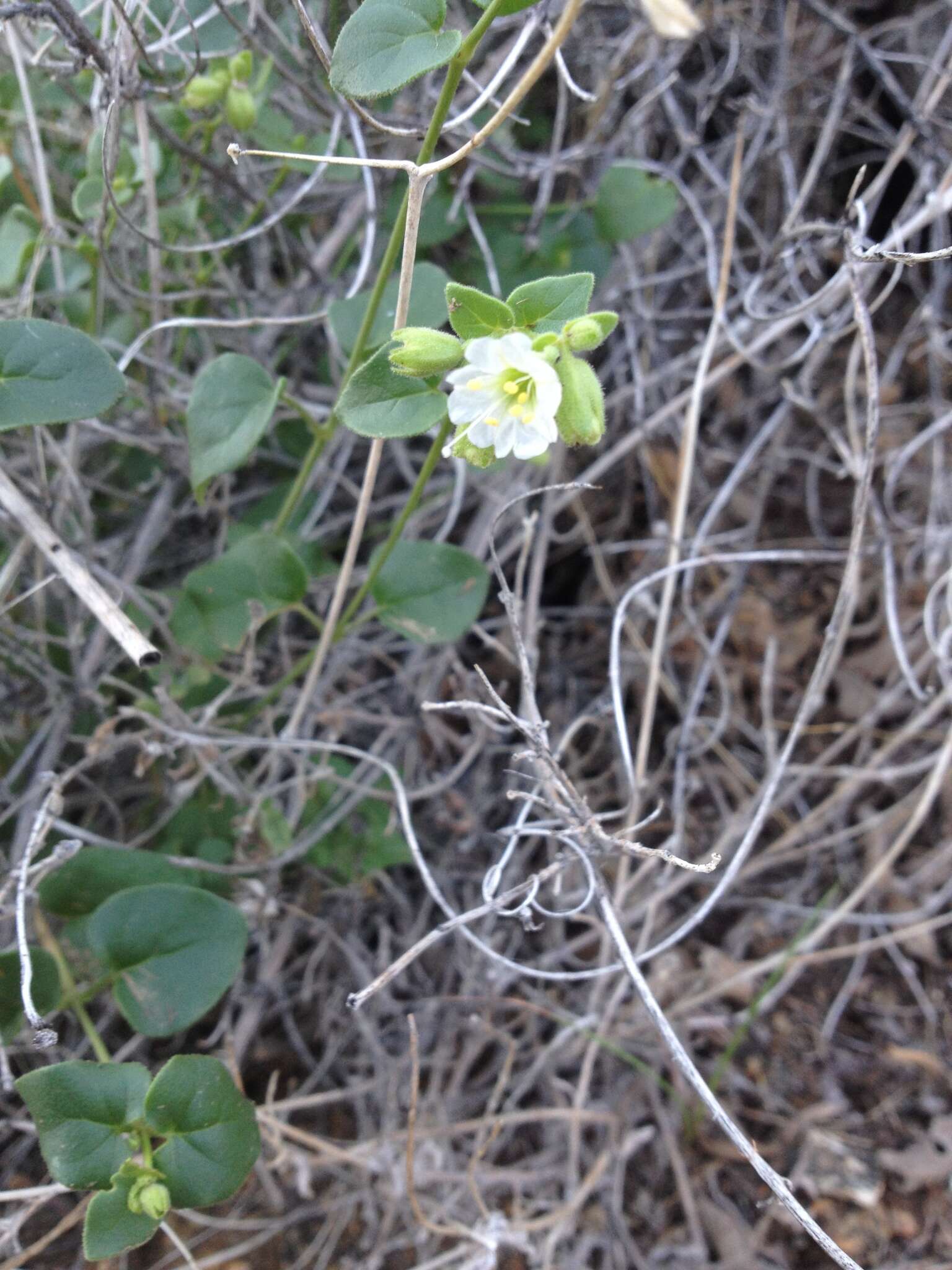 Слика од Mirabilis laevis var. villosa (Kellogg) Spellenberg