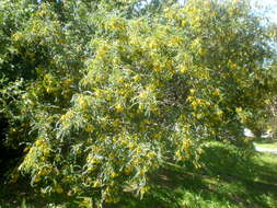 Image of Sophora cassioides (Phil.) Sparre