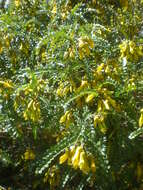 Image of Sophora cassioides (Phil.) Sparre