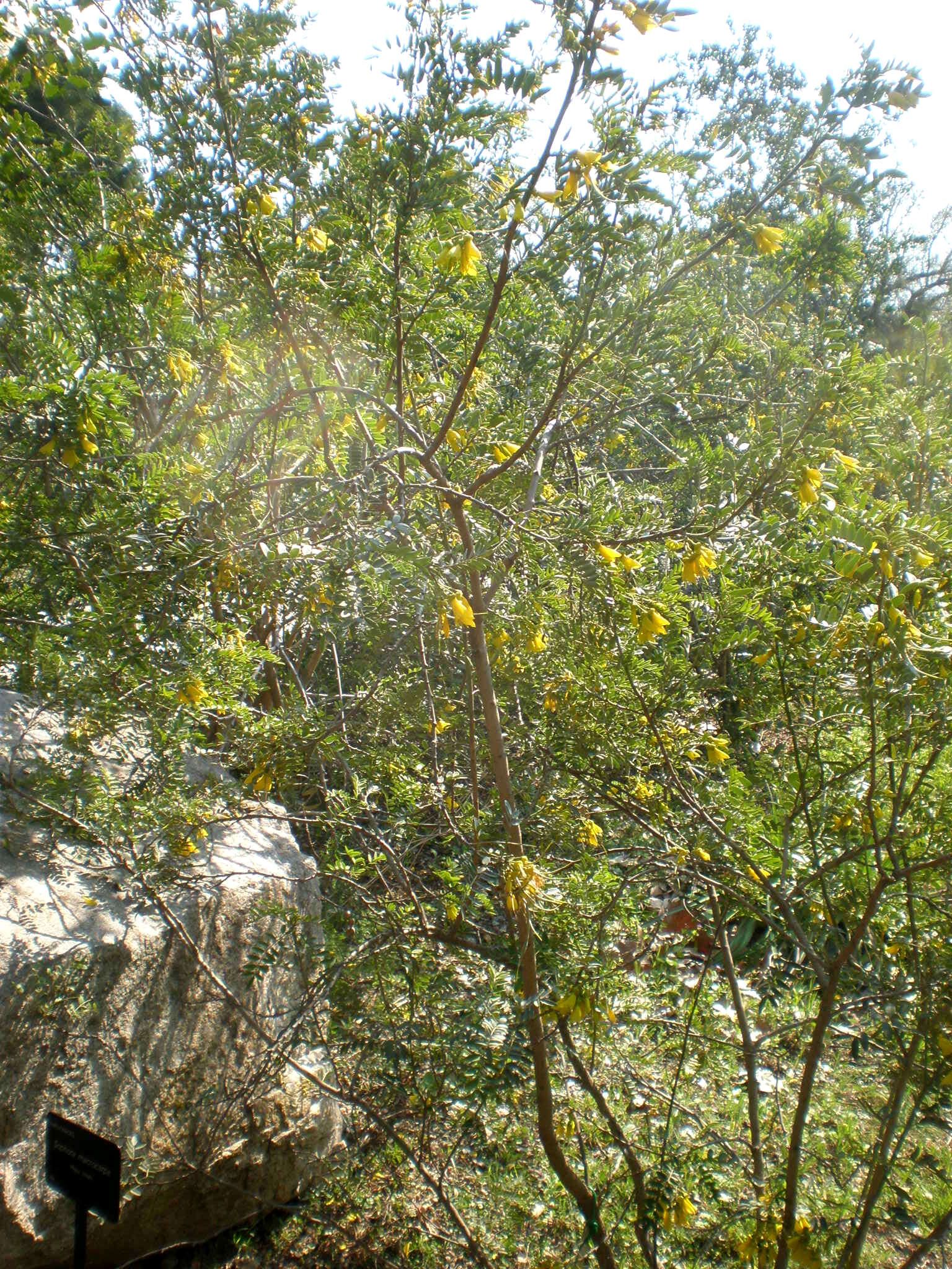 Image of Sophora macrocarpa