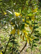 Image of Sophora macrocarpa