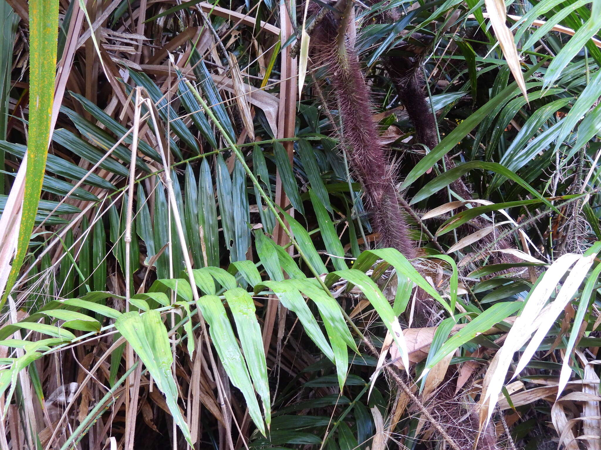 Image of Hairy Mary