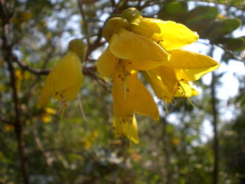 Image of Sophora macrocarpa