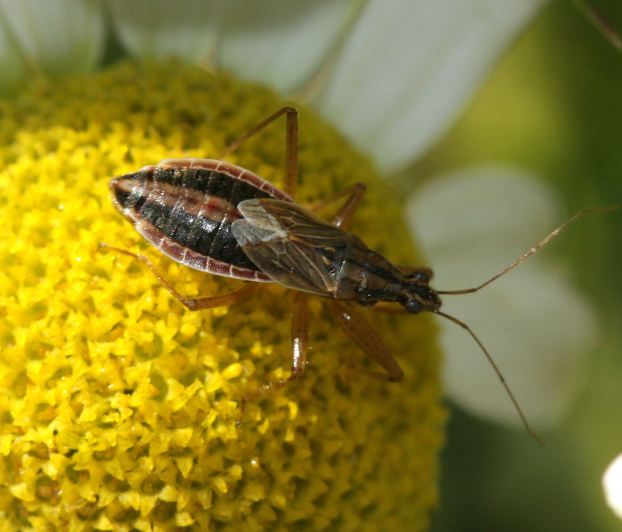 Image of <i>Nabis flavomarginatus</i>