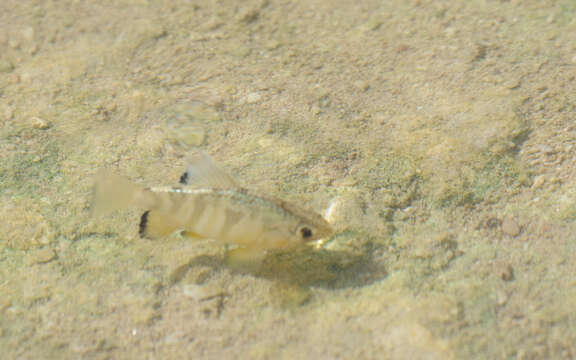 Image of Yucatan pupfish