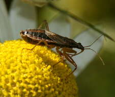 Image of <i>Nabis flavomarginatus</i>