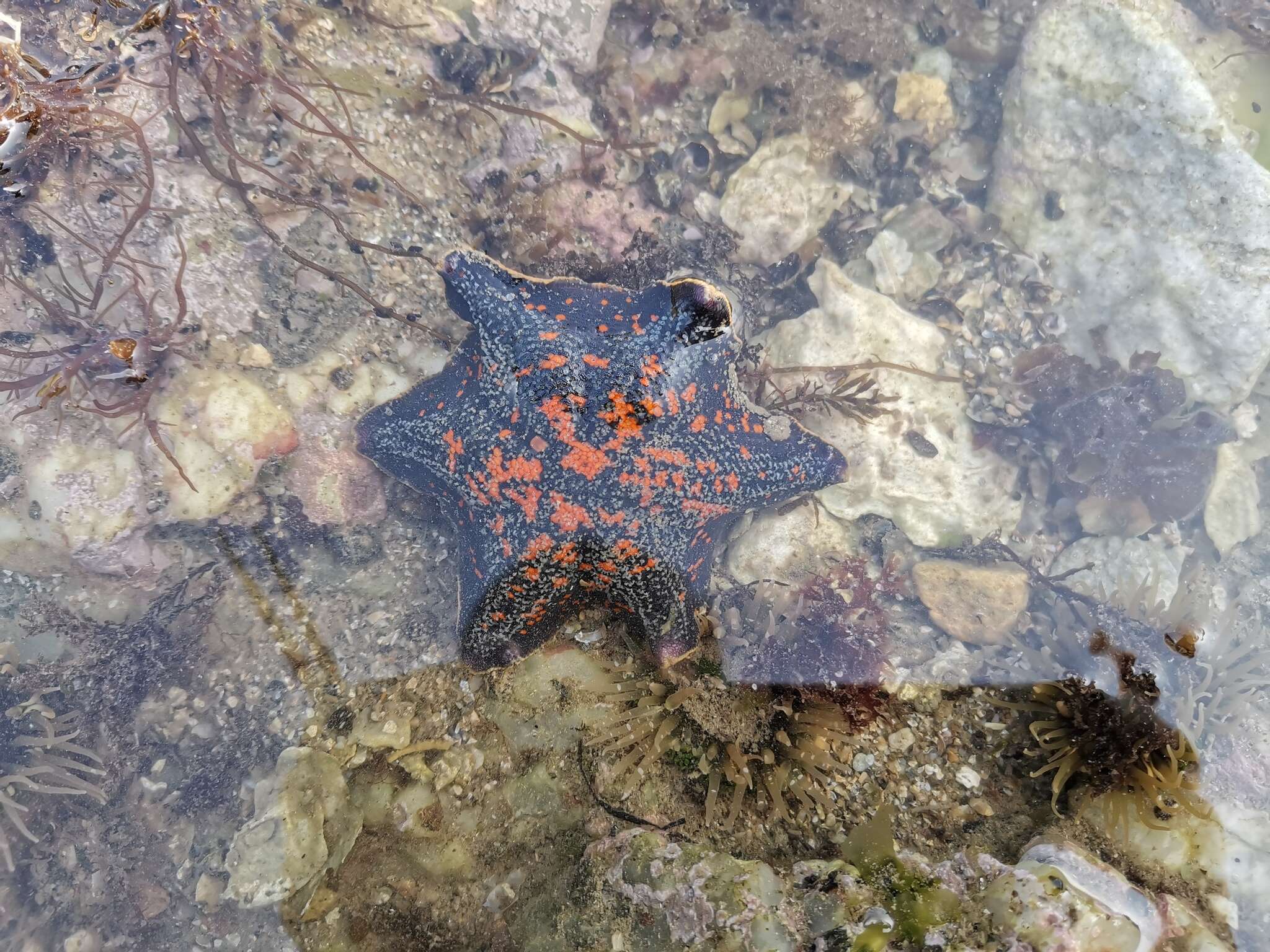 Image of Blue bat star