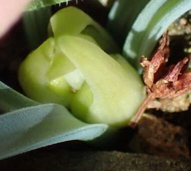 Image of Albuca concordiana Baker