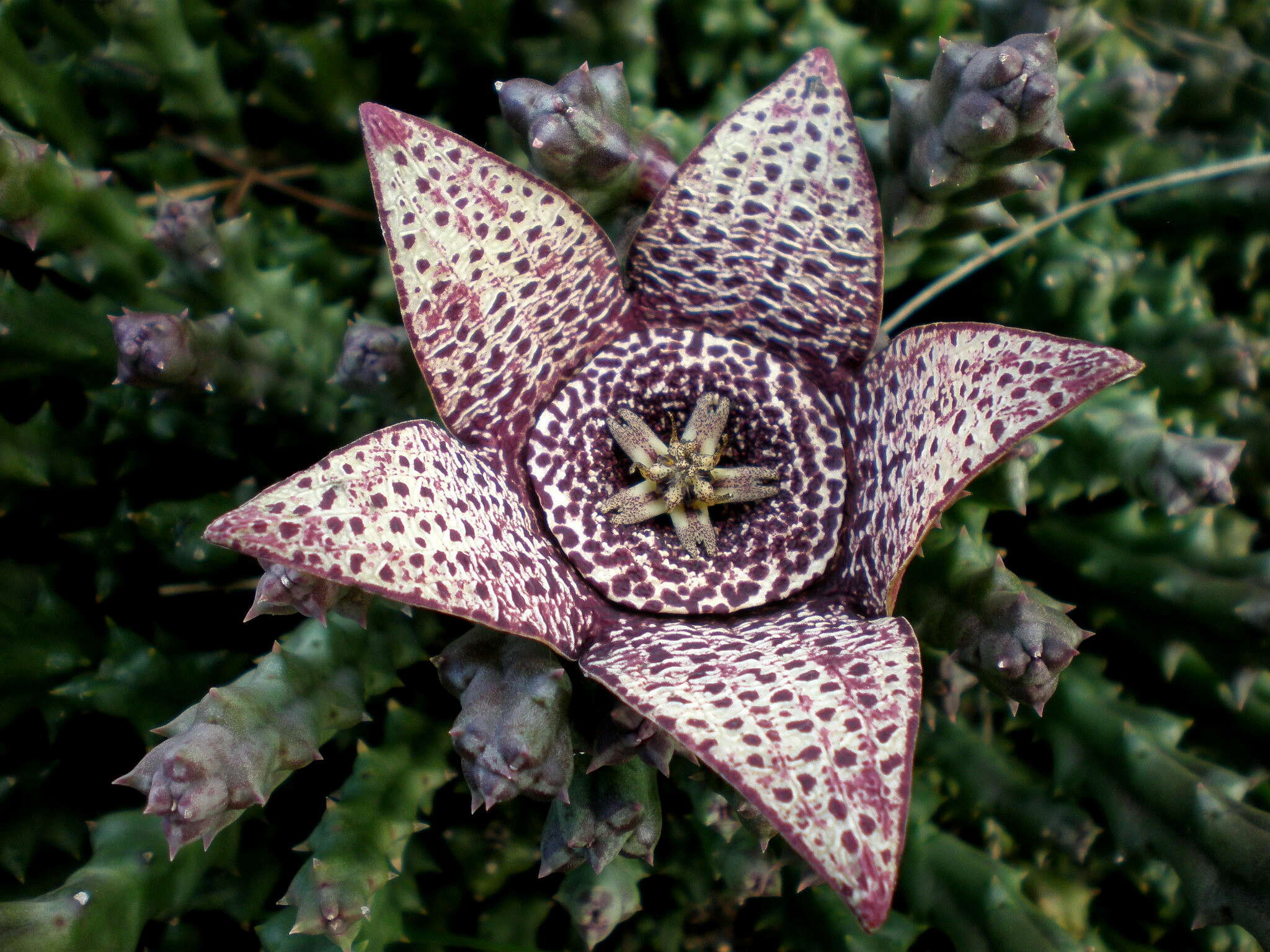 Ceropegia mixta (Masson) Bruyns resmi