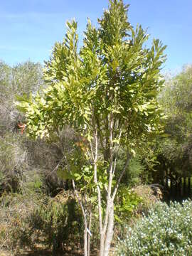 Image of firewheel tree