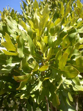 Image of firewheel tree