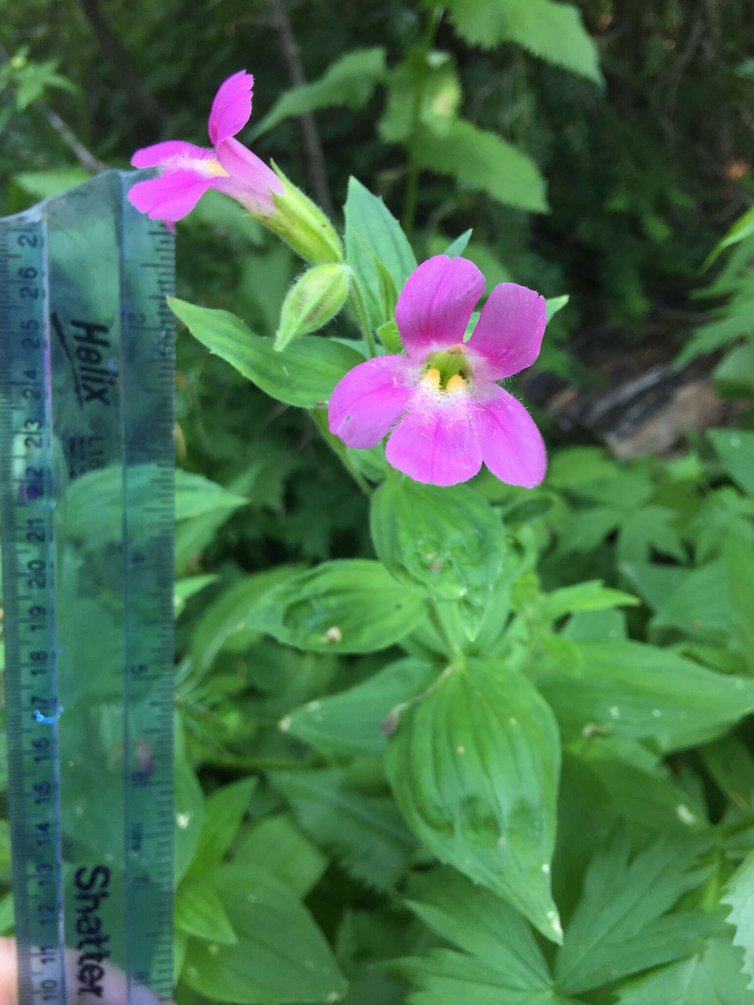 Image of Great Purple Monkey-Flower