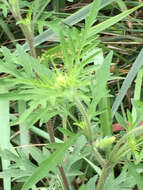 Image of annual ragweed