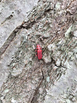 Image of Red Flat Bark Beetle