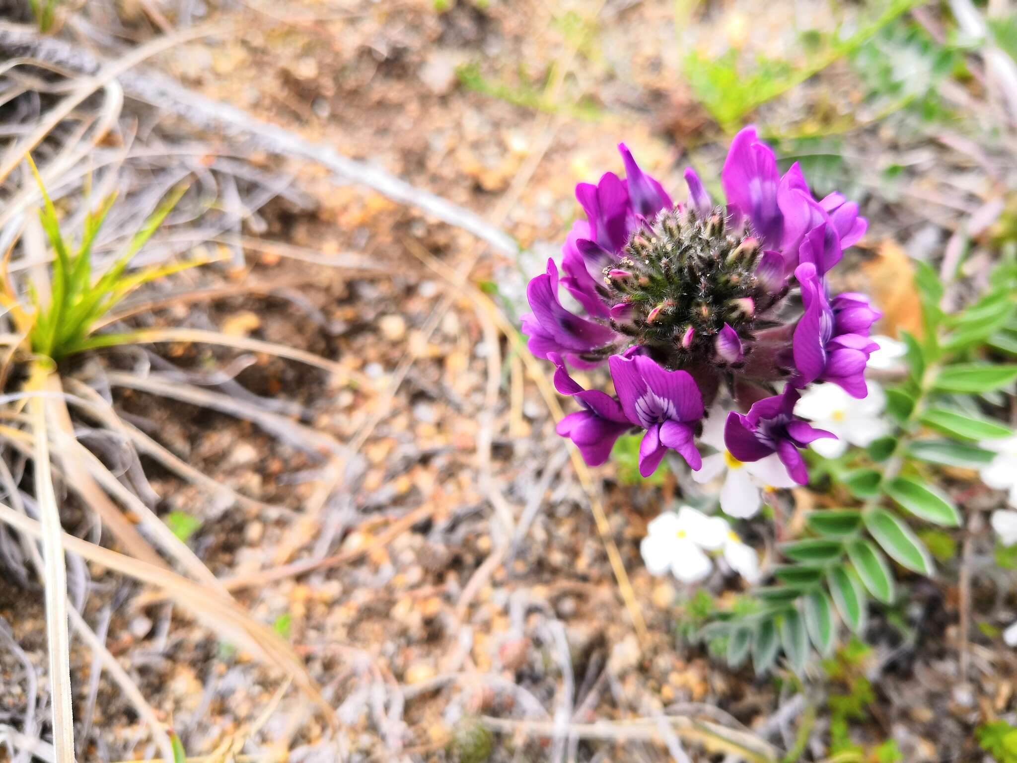 Image de Oxytropis strobilacea Bunge