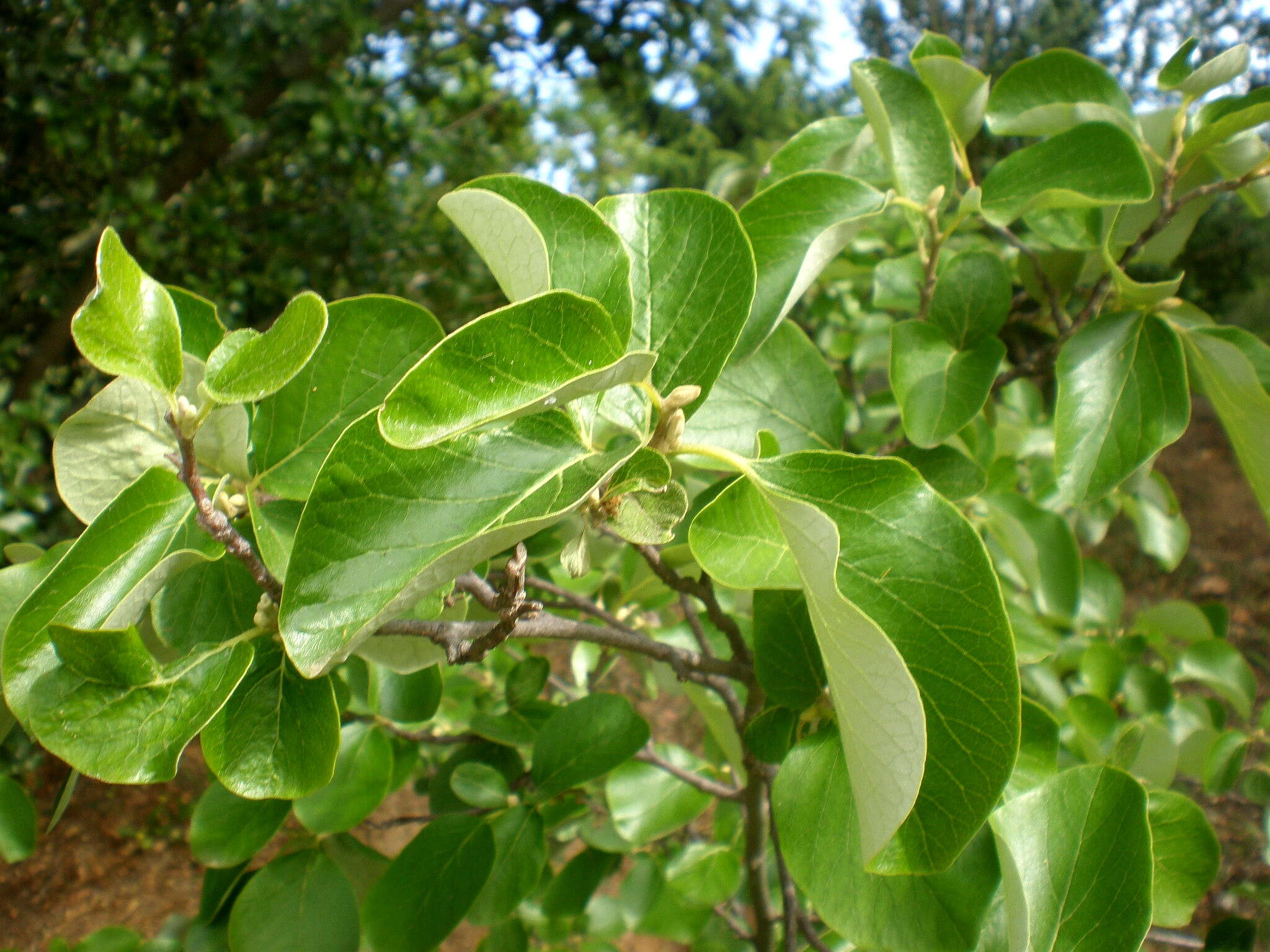 Image of Friar's balsam