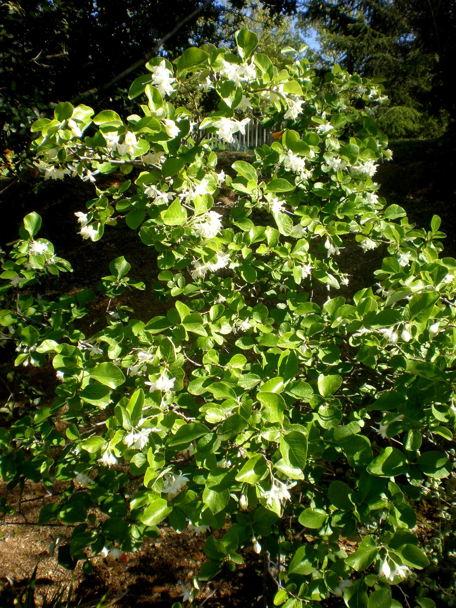 Image of Friar's balsam