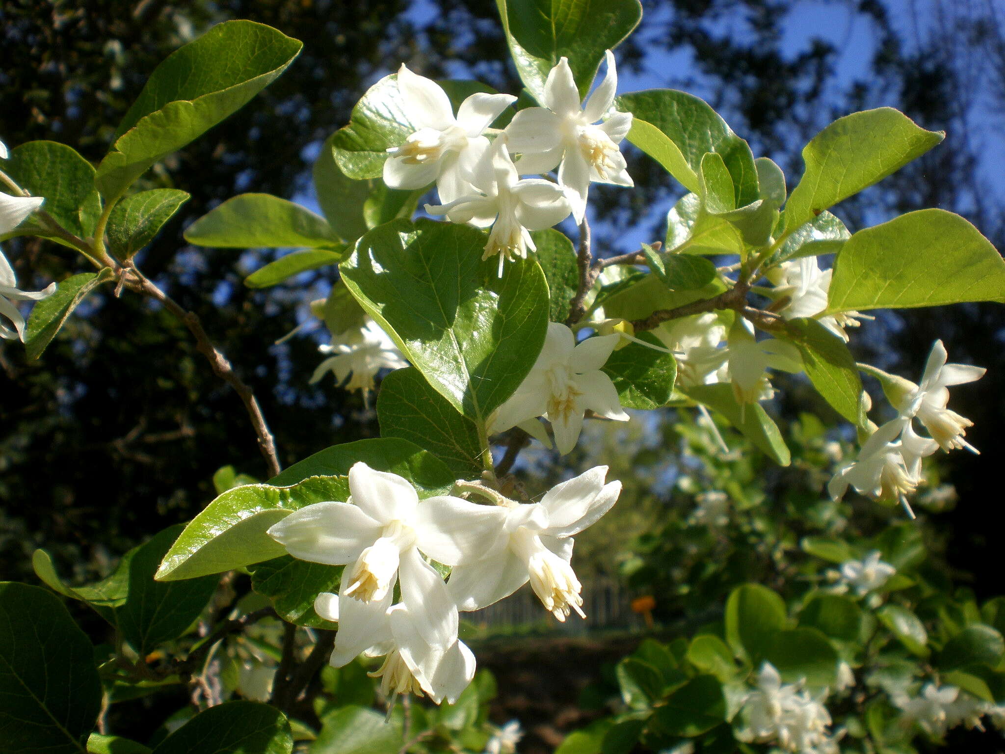 Image of Friar's balsam