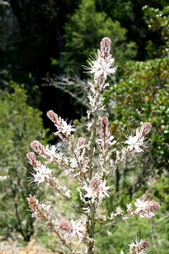 Image of White asphodel