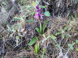 Image of Orchis olbiensis Reut. ex Gren.