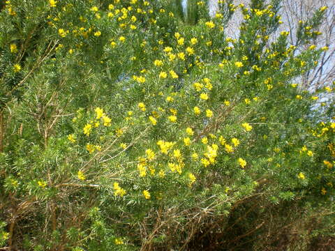 صورة Genista linifolia L.