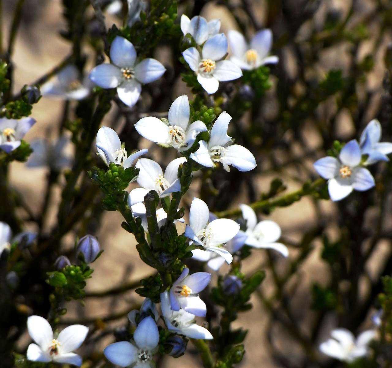 Image of Cyanothamnus coerulescens subsp. coerulescens