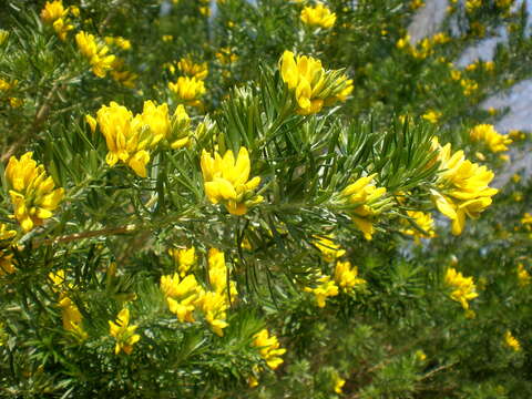 صورة Genista linifolia L.