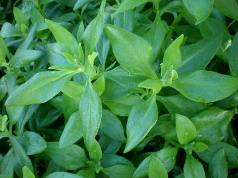 Image of Tetragonia decumbens Mill.