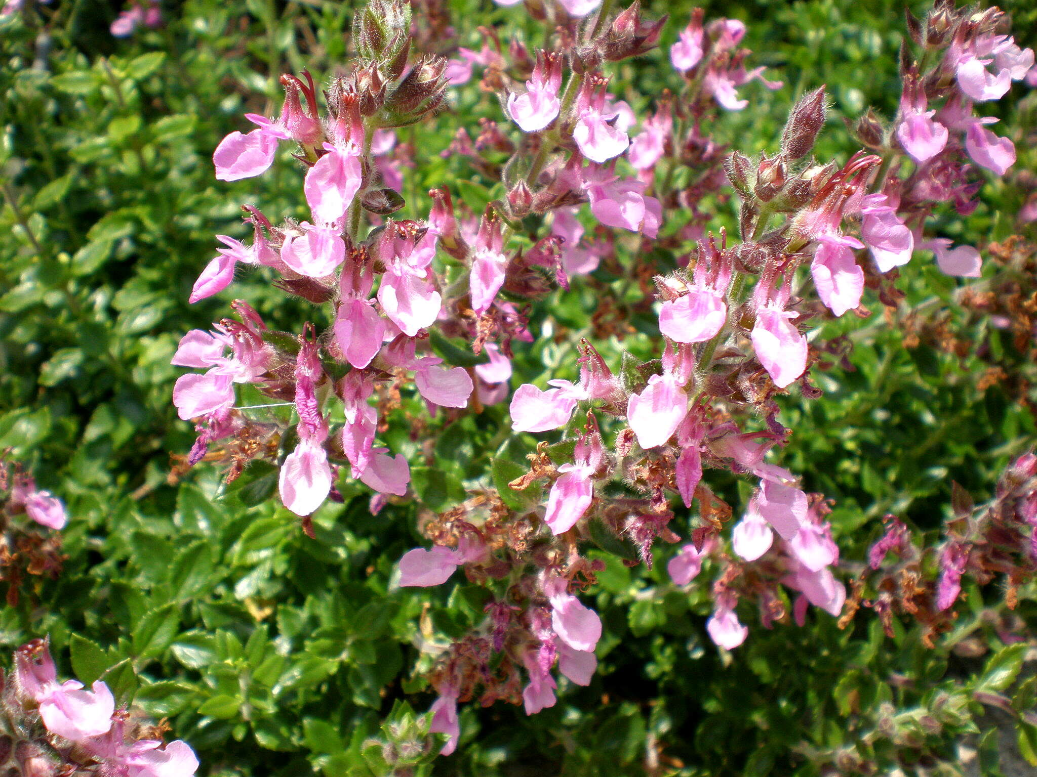 Image de Germandrée petit-chêne