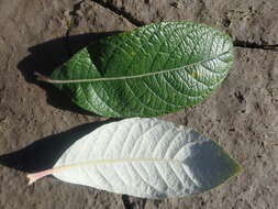 Image of Salix alaxensis var. alaxensis