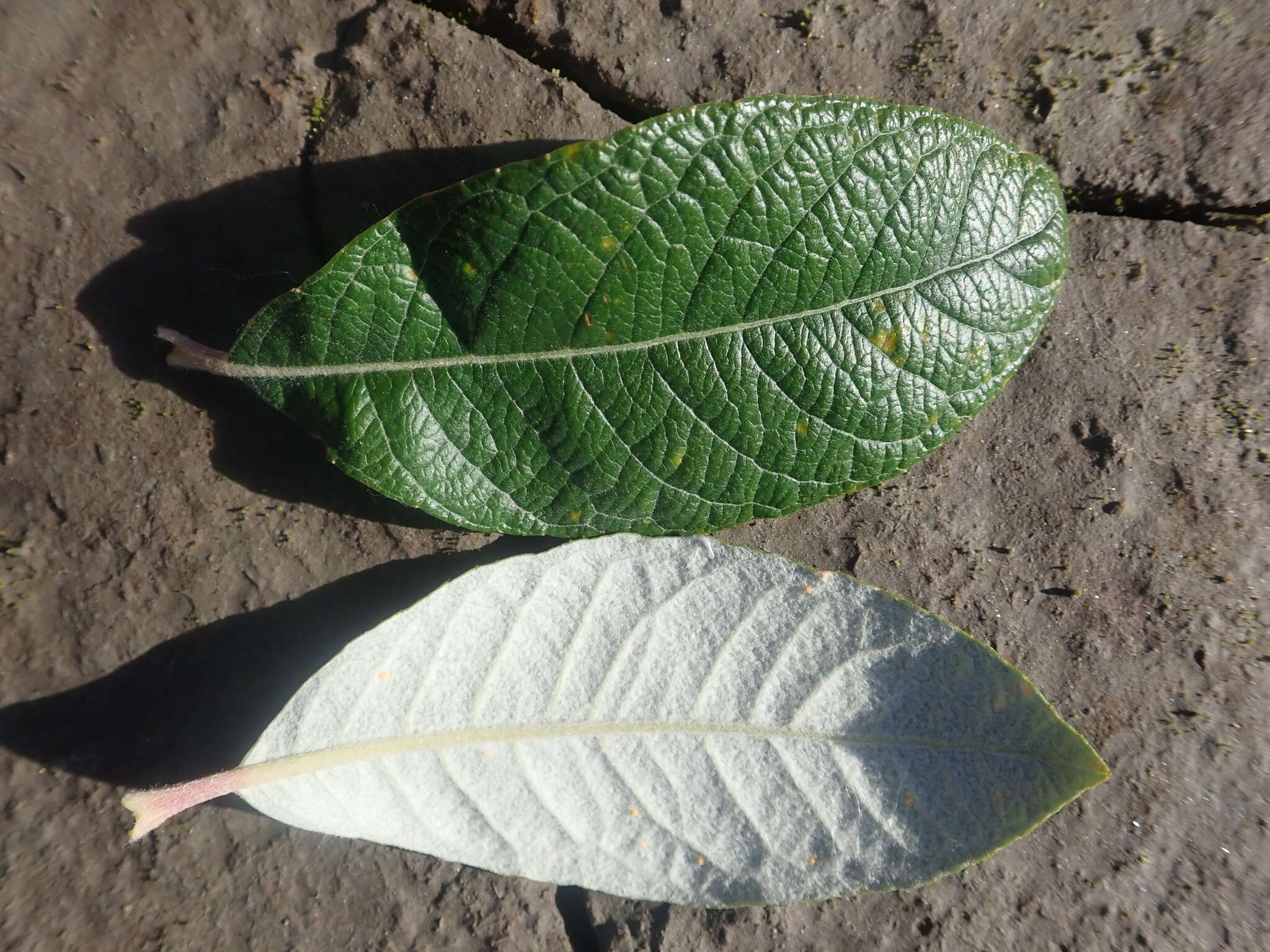 Image of Salix alaxensis var. alaxensis