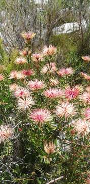 Plancia ëd Leucospermum tottum (L.) R. Br.