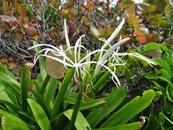 Image of perfumed spiderlily