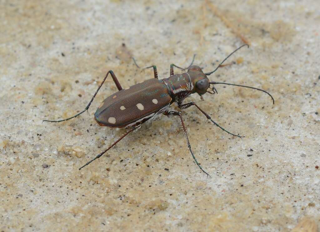 Image of Cicindela (Cicindelidia) ocellata ocellata Klug 1834