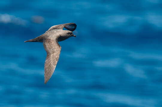 Image of Herald Petrel