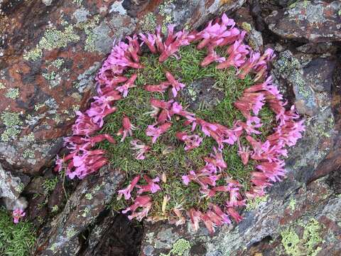 Image of Saponaria pumila Janchen